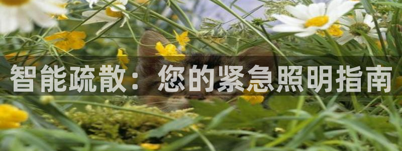 云顶国际测试服免费吗